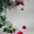 靓菊