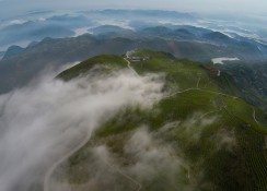雾锁茶园