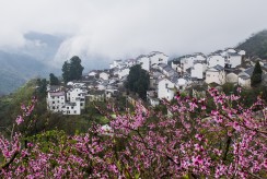 桃花人家