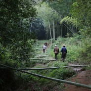 毛竹下山组图