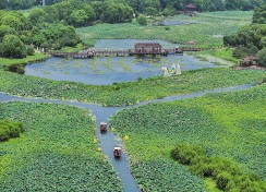 荷塘湿地美景如画
