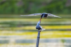 《一步到“喂”》