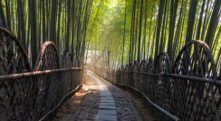 宝岩竹影