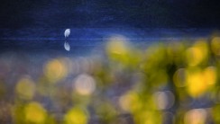 《小白鹭的梦》