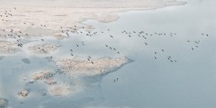 雁过寒汀霜色浓