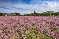 在那桃花盛开的地方