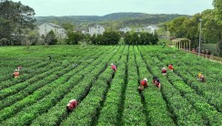 《四月采茶忙》