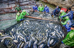 《又是一个丰收年》