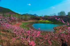 唐庄春染桃花艳