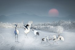 傲雪