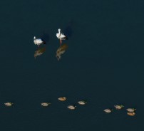 时有绿鸭浮鹳影