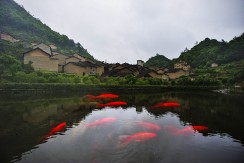 《鲤鱼溪》