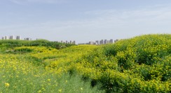 常熟油菜花景