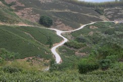 美丽的茶园