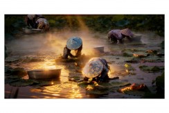 芡实田里的晨光