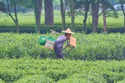 老茶农