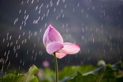 《出水芙蓉》