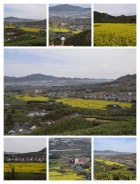 茶园上的春天