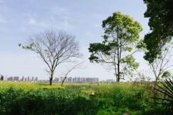 城市森林