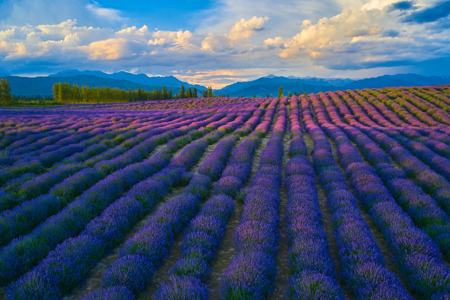 双周争胜18期“景深”征稿