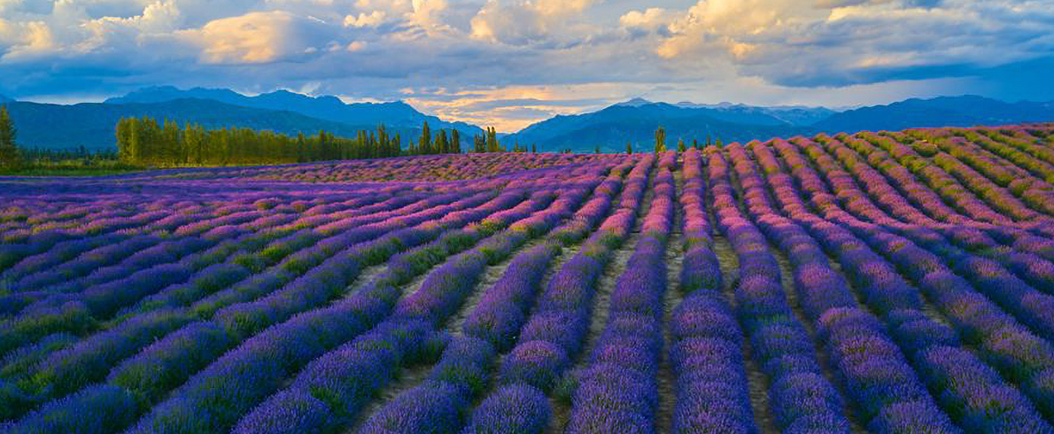 双周争胜18期“景深”征稿